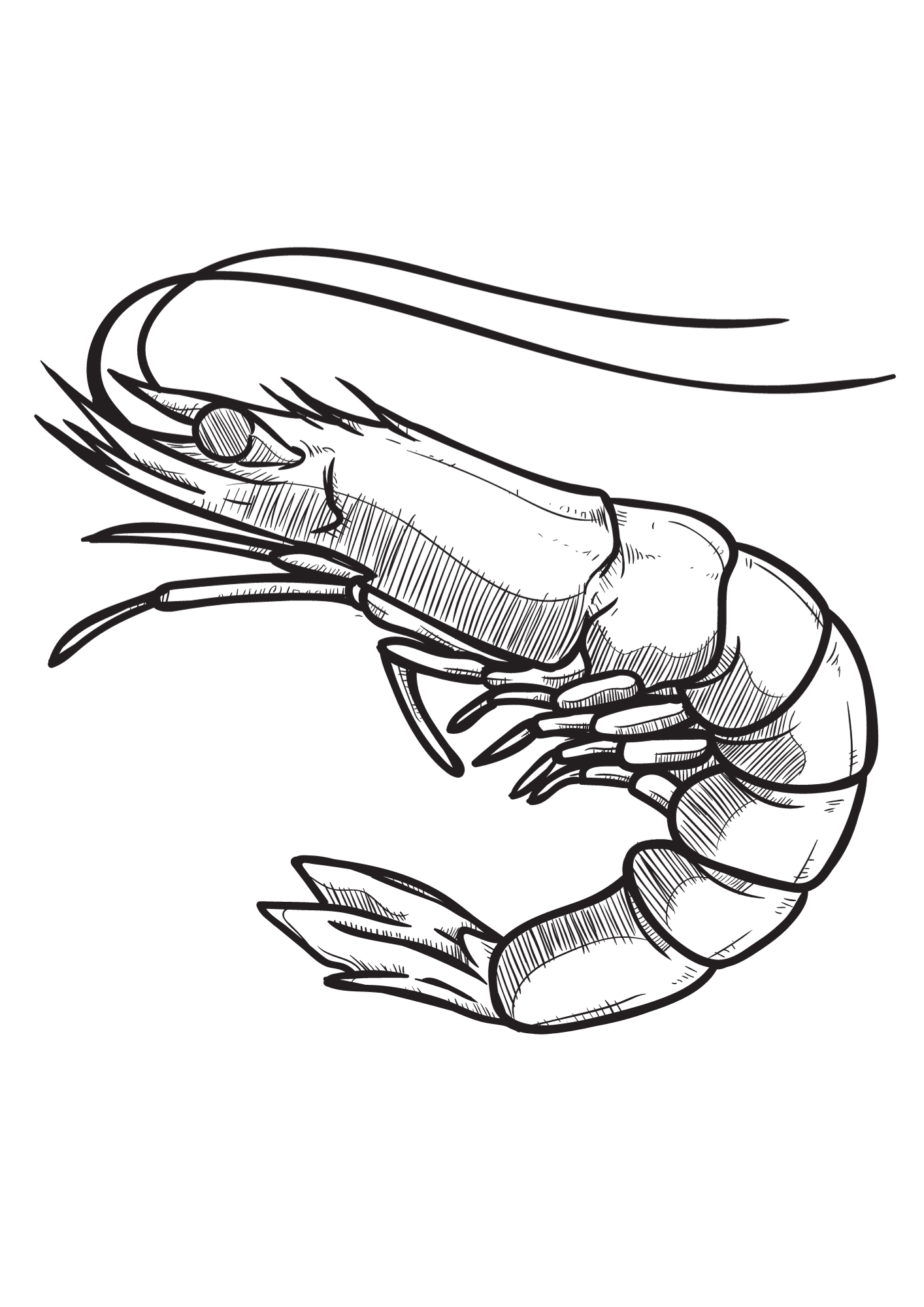 vannamei shrimp